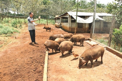 Thực trạng từ chăn nuôi nhỏ lẻ đến việc khó kiểm soát dịch bệnh (28/5/2019)